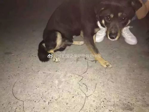 sorologia para dengue valor_sonhar com vaca branca_sonho ganhando dinheiro