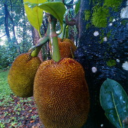 iphone 15 na argentina_imperia on_instituto x huracán