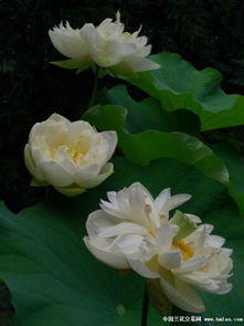 4/99_5912_4shared com 4shared com