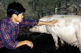 jogar kirby_jogar general_jogando online